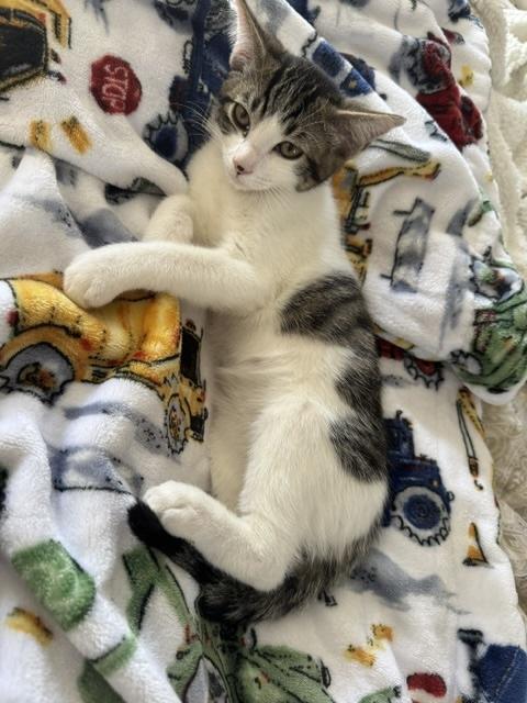 Chandler, a ADOPTABLE Domestic Short Hair in Santa Cruz, CA image 2/6