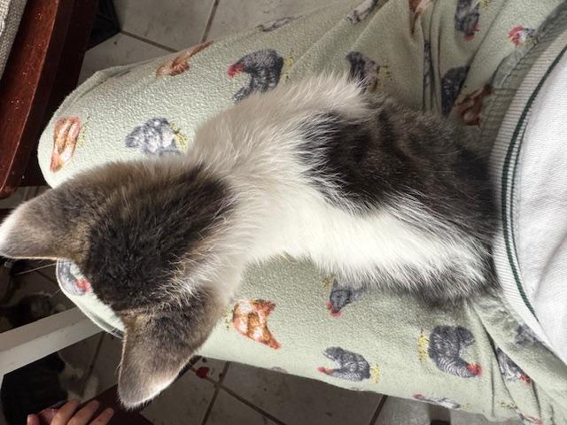 Enlarge Chandler, a ADOPTABLE Domestic Short Hair in Santa Cruz, CA image 6/6
