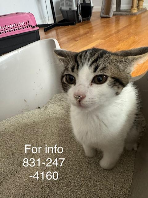 Enlarge Chandler, a ADOPTABLE Domestic Short Hair in Santa Cruz, CA image 2/6