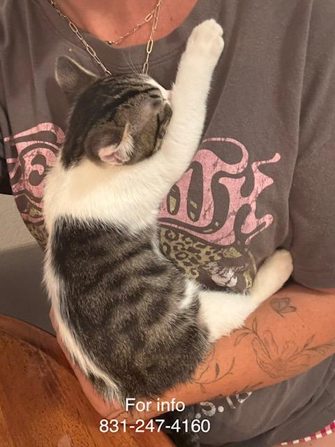 Chandler, ADOPTABLE, Kitten Male Domestic Short Hair.