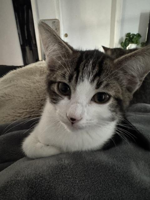 Chandler, ADOPTABLE, Kitten Male Domestic Short Hair.