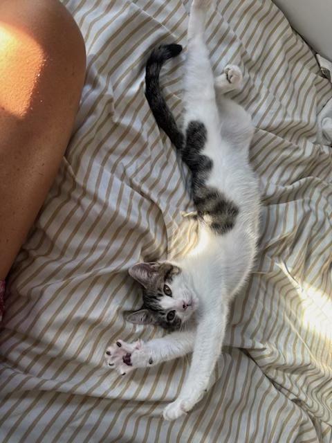 Chandler, a ADOPTABLE Domestic Short Hair in Santa Cruz, CA image 3/6