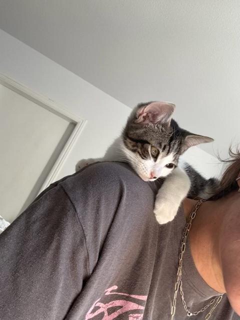 Chandler, a ADOPTABLE Domestic Short Hair in Santa Cruz, CA image 6/6