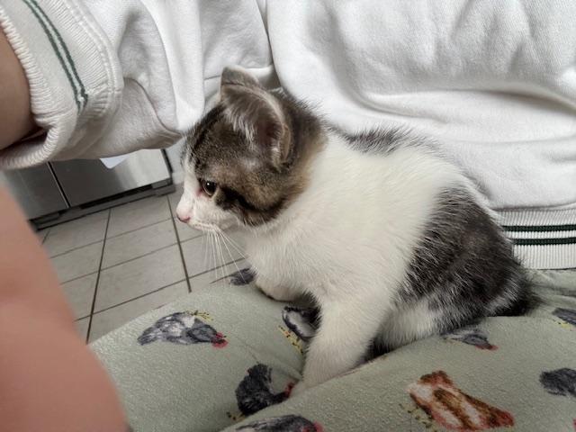 Enlarge Chandler, a ADOPTABLE Domestic Short Hair in Santa Cruz, CA image 3/6