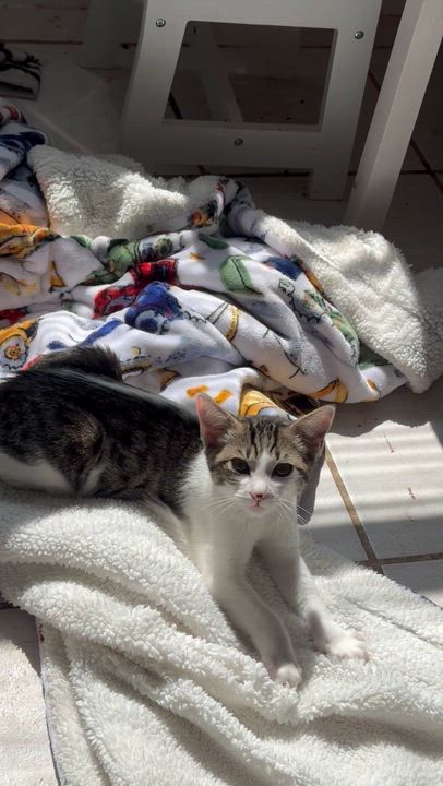 Enlarge Chandler, a ADOPTABLE Domestic Short Hair in Santa Cruz, CA video 5/6