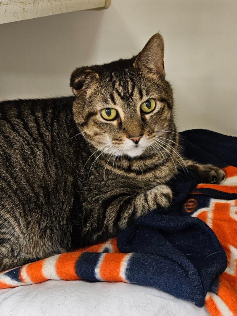Bruno (pleasant view), Adoptable, Young Male Domestic Short Hair.