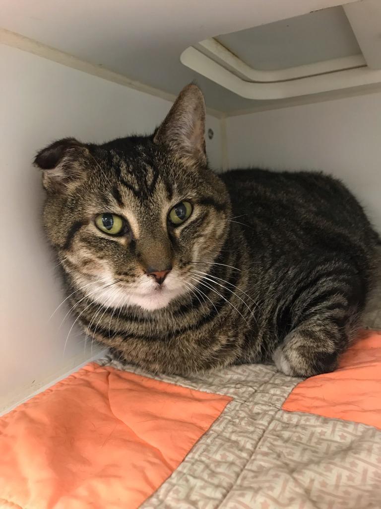 Bruno (pleasant view), Adoptable, Young Male Domestic Short Hair.