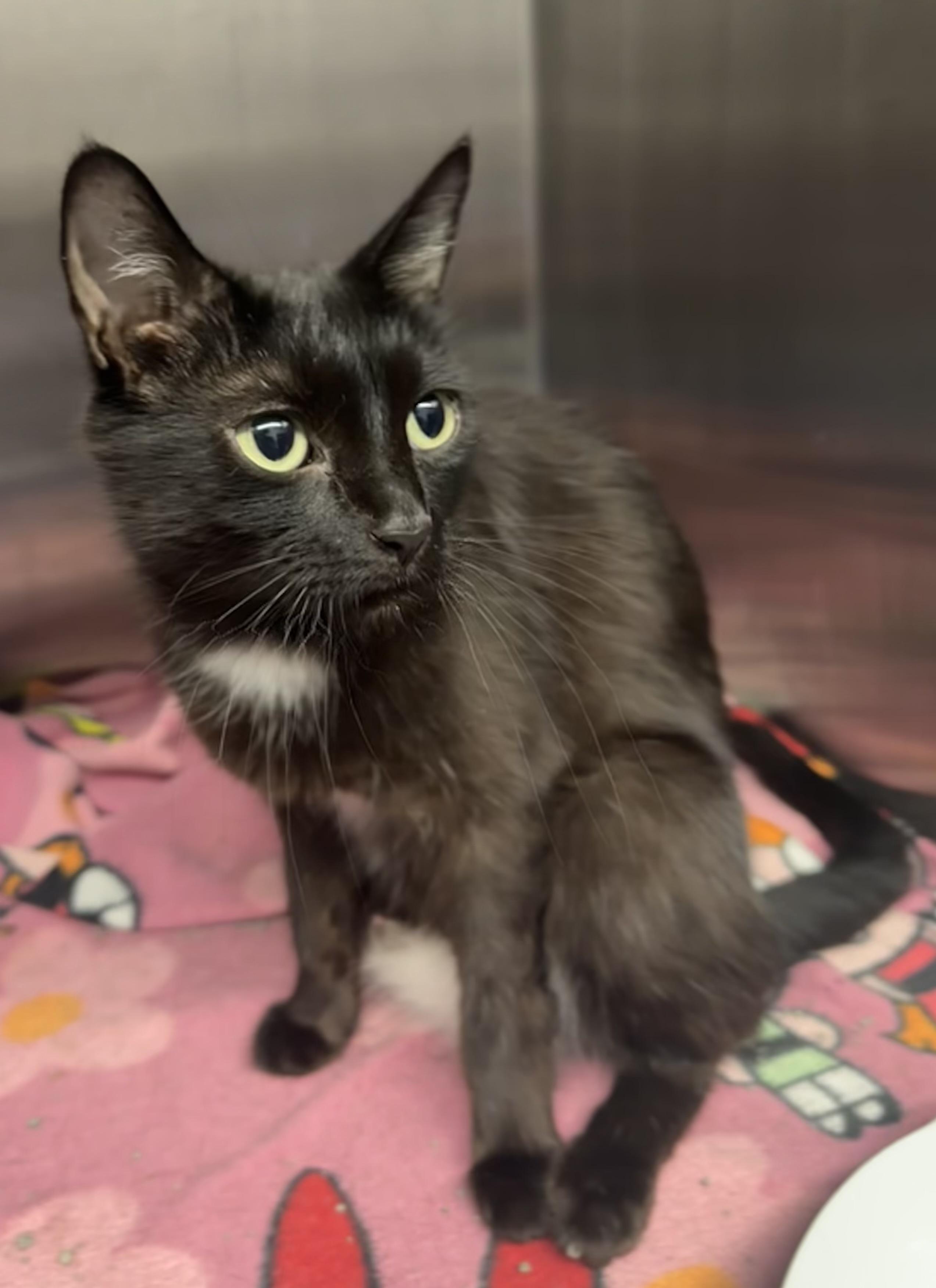 Rain, a Adoptable Domestic Short Hair in Grand Rapids, MI image 1/2