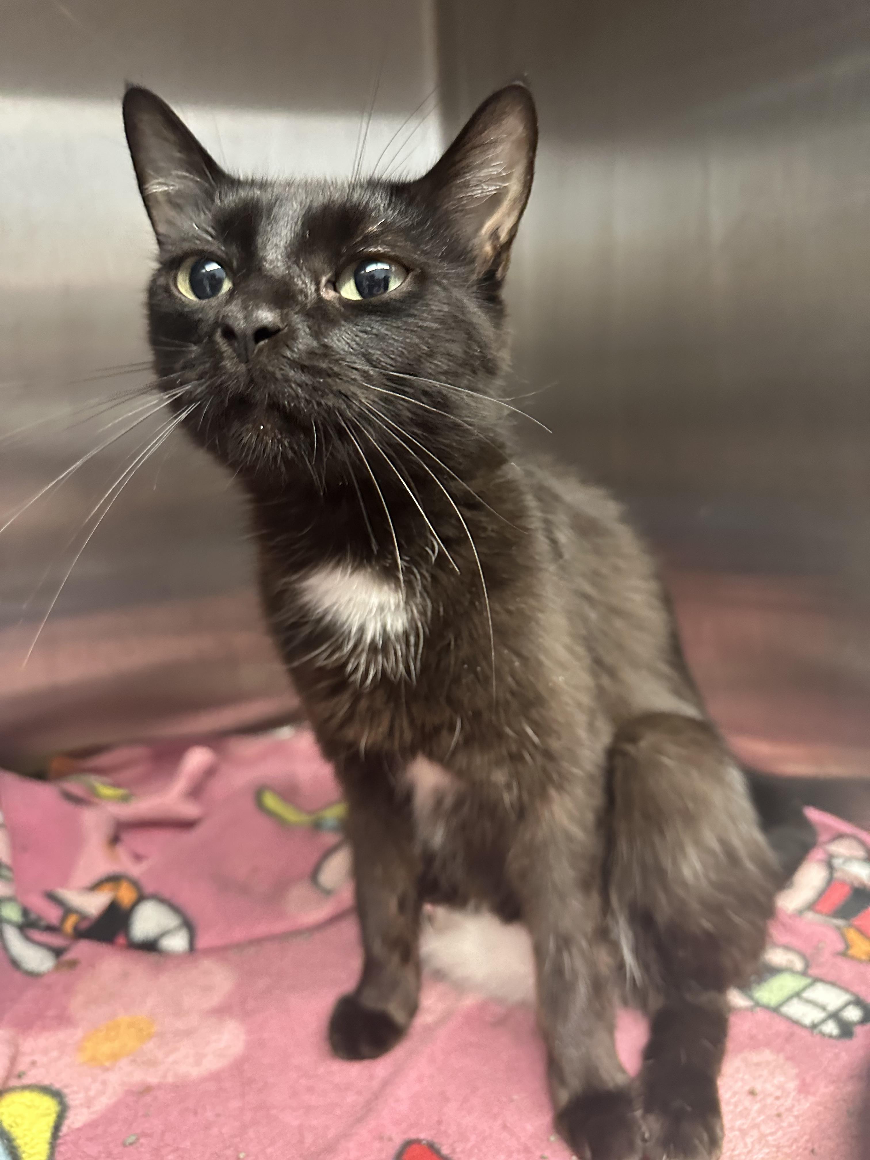 Rain, a Adoptable Domestic Short Hair in Grand Rapids, MI image 2/2