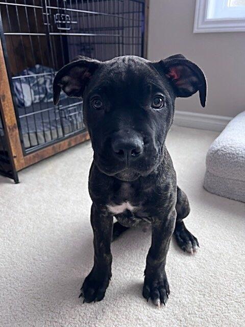 Enlarge Rohan, an adopted mixed breed in Bancroft, ON image 3/4