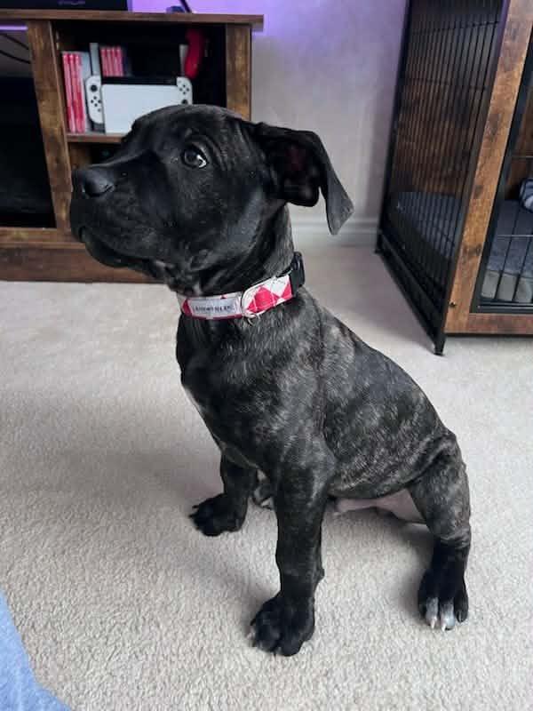 Enlarge Rohan, an adopted mixed breed in Bancroft, ON image 2/4