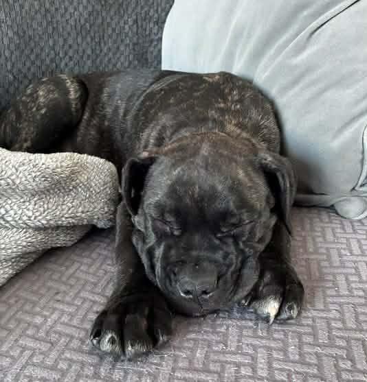 Enlarge Rohan, an adopted mixed breed in Bancroft, ON image 4/4