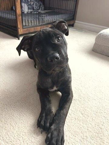Rohan, adopted, Puppy Male Cane Corso & Mastiff.