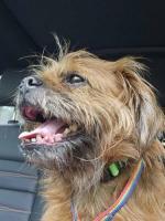 Just Joey, Adopted, Adult Male Terrier.
