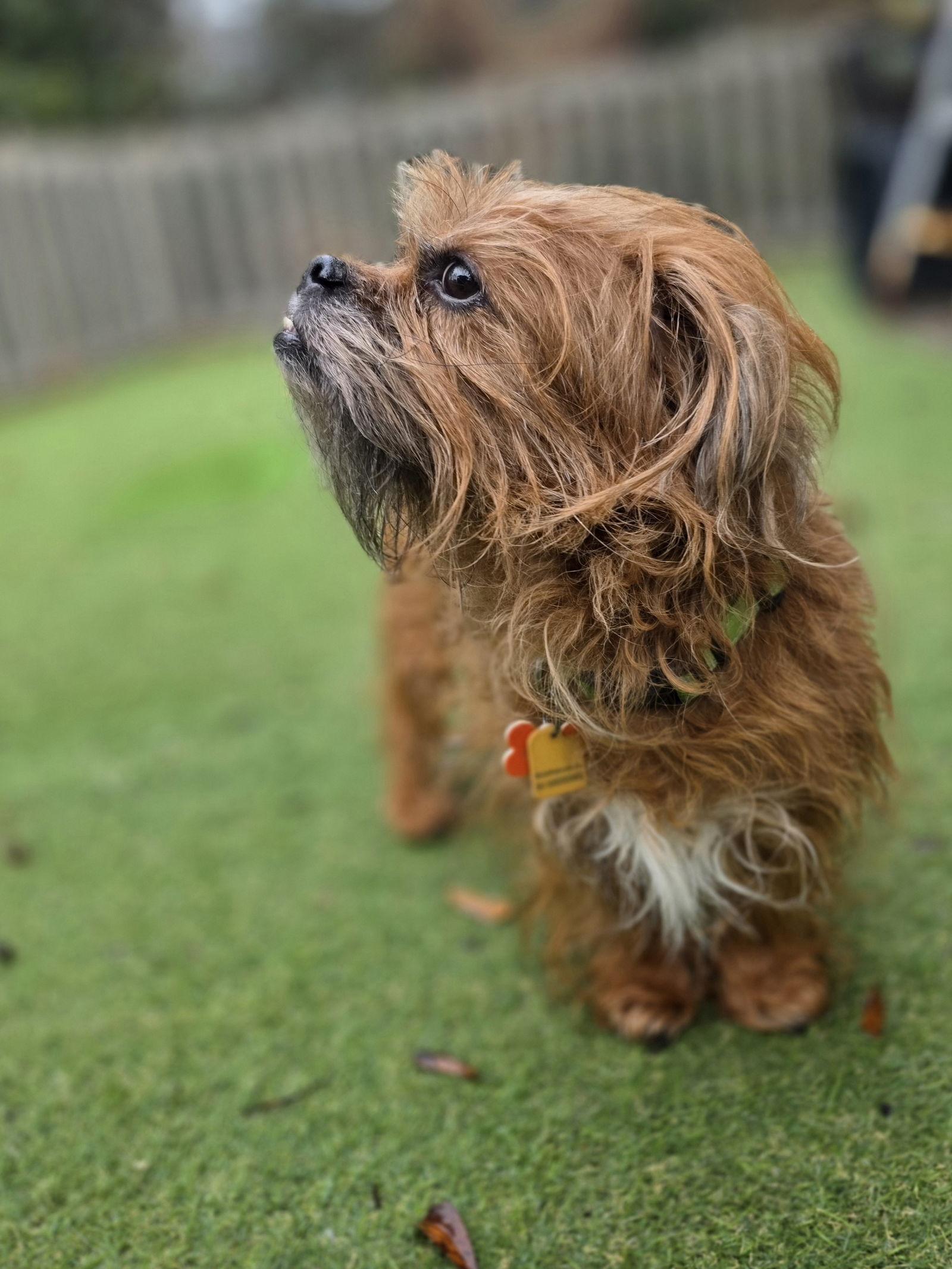 Enlarge Just Joey, a Adopted Terrier in Alpharetta, GA image 2/3