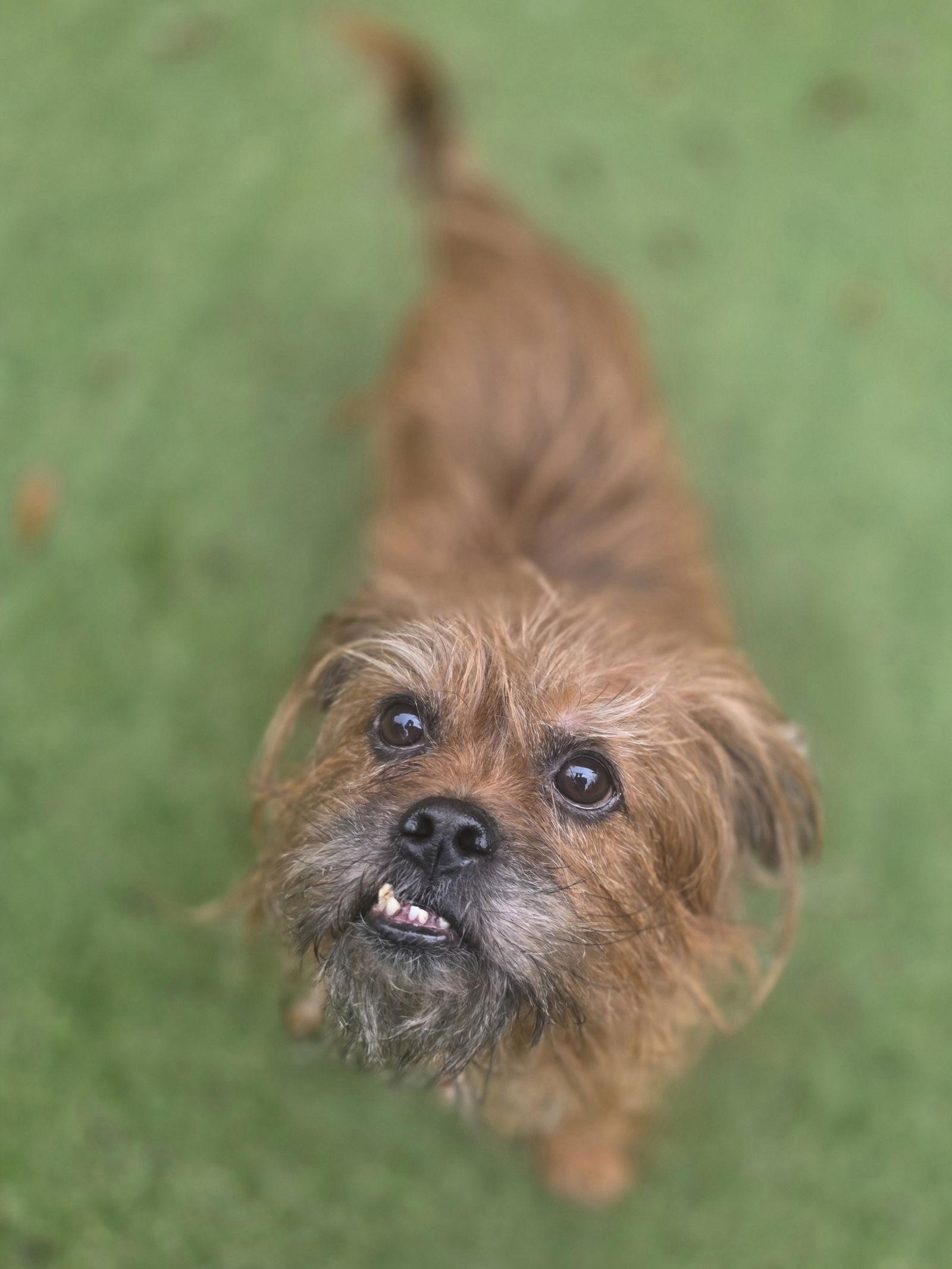 Enlarge Just Joey, a Adopted Terrier in Alpharetta, GA image 3/3