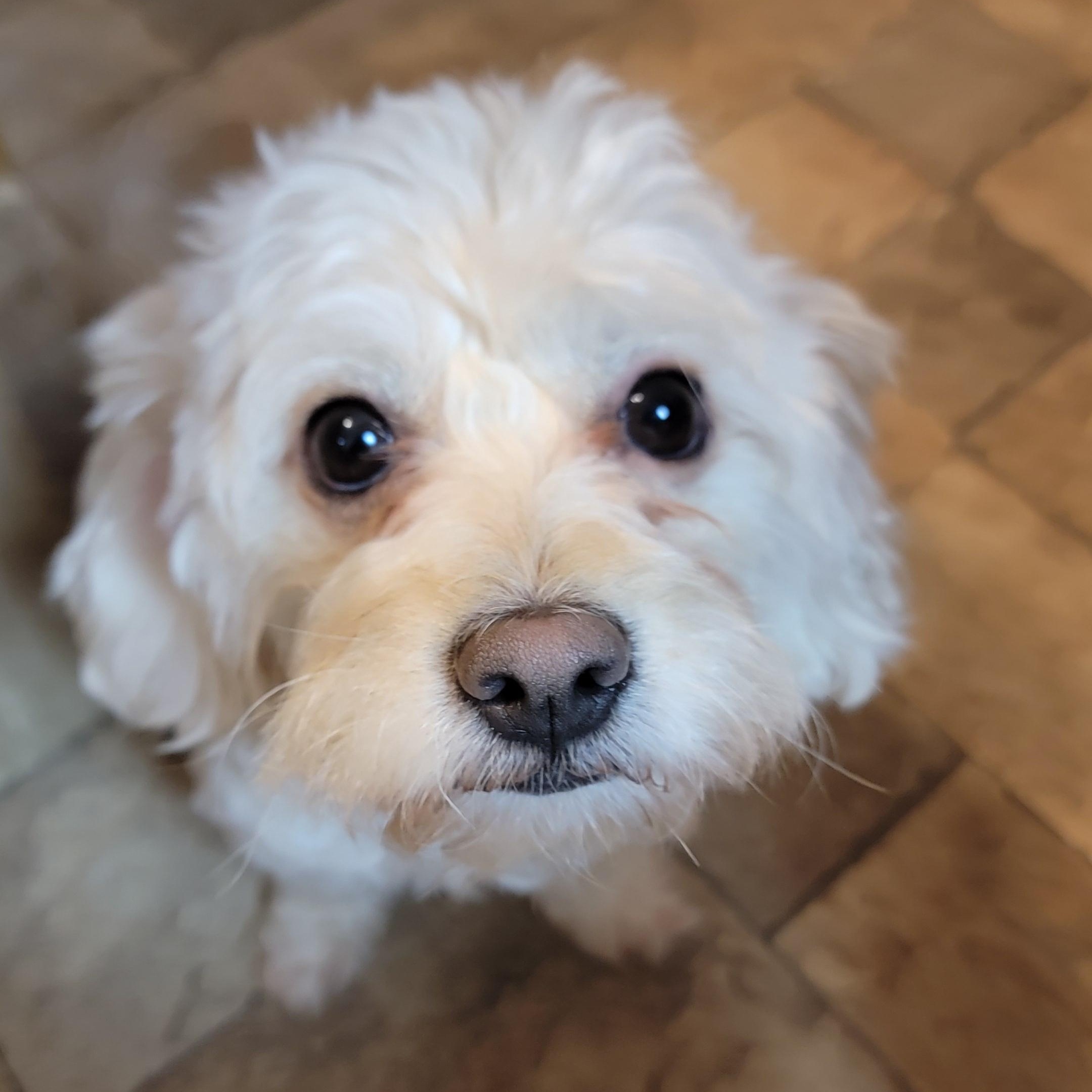 Enlarge Marco, an adopted mixed breed in Joliet, IL image 2/2