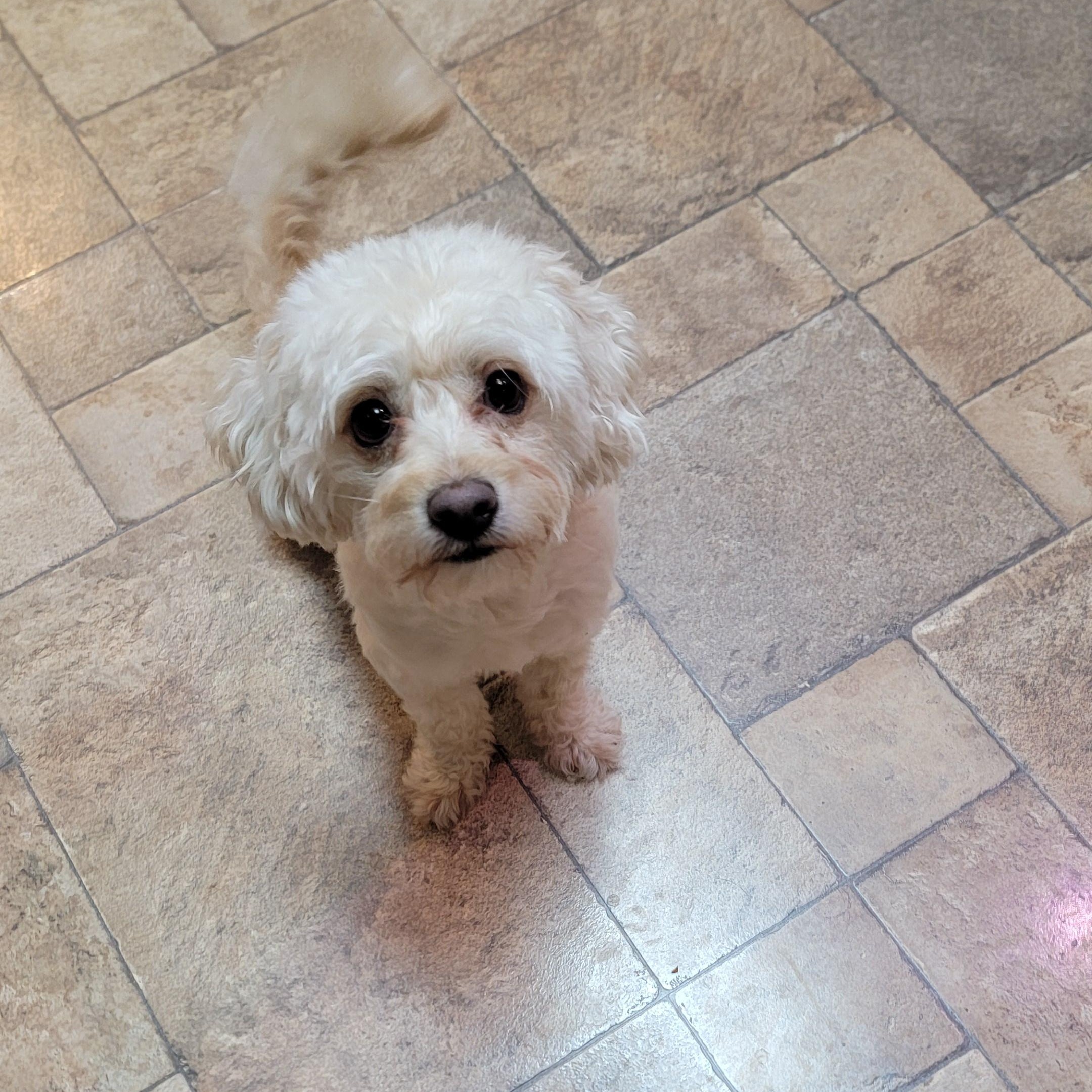 Enlarge Marco, an adopted mixed breed in Joliet, IL image 1/2