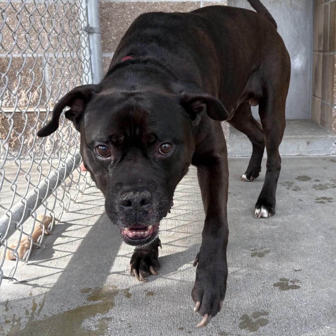 26-0281 "Charlie", ADOPTABLE, Adult Male Pit Bull Terrier.