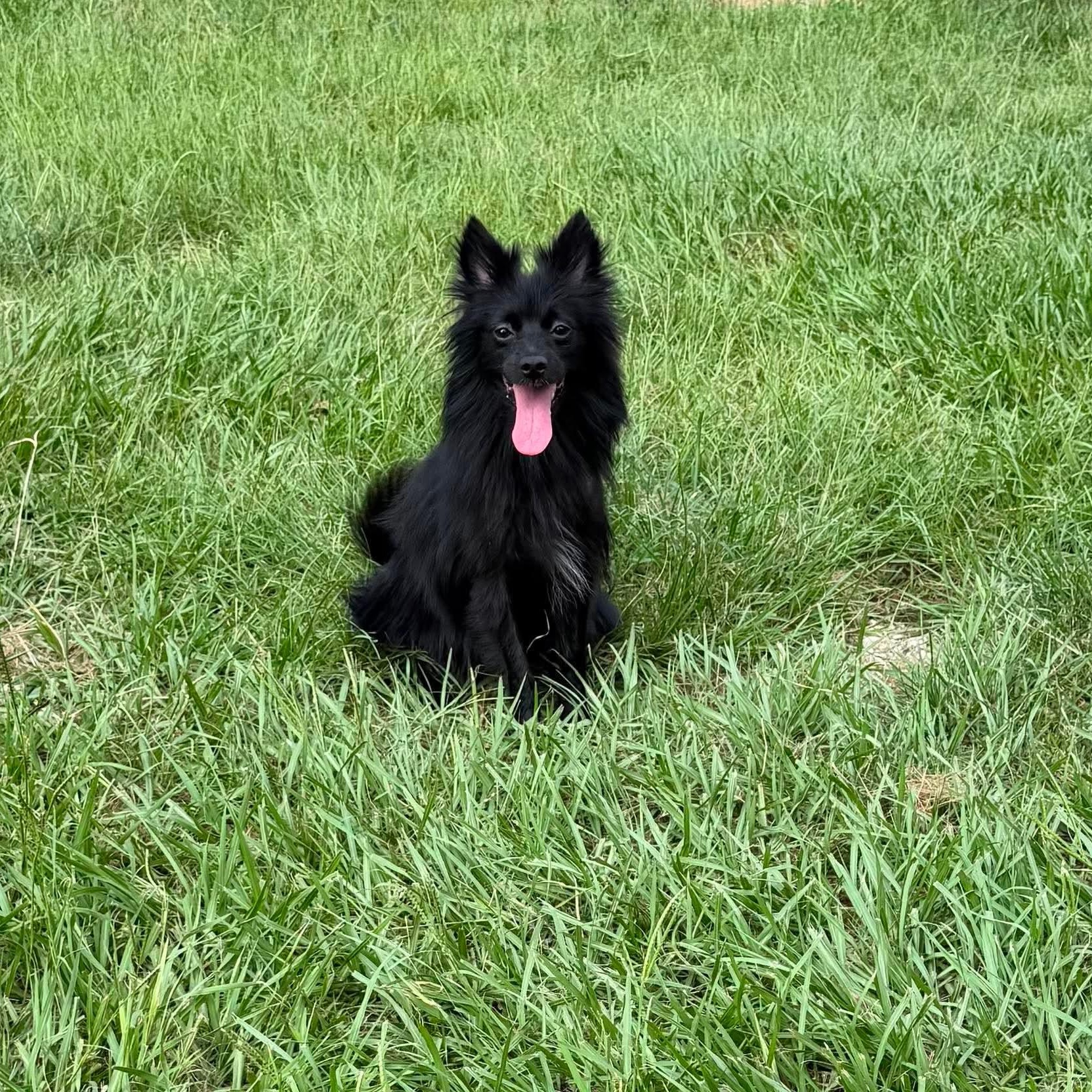 Mystic, Adoptable, Adult Female Pomeranian.
