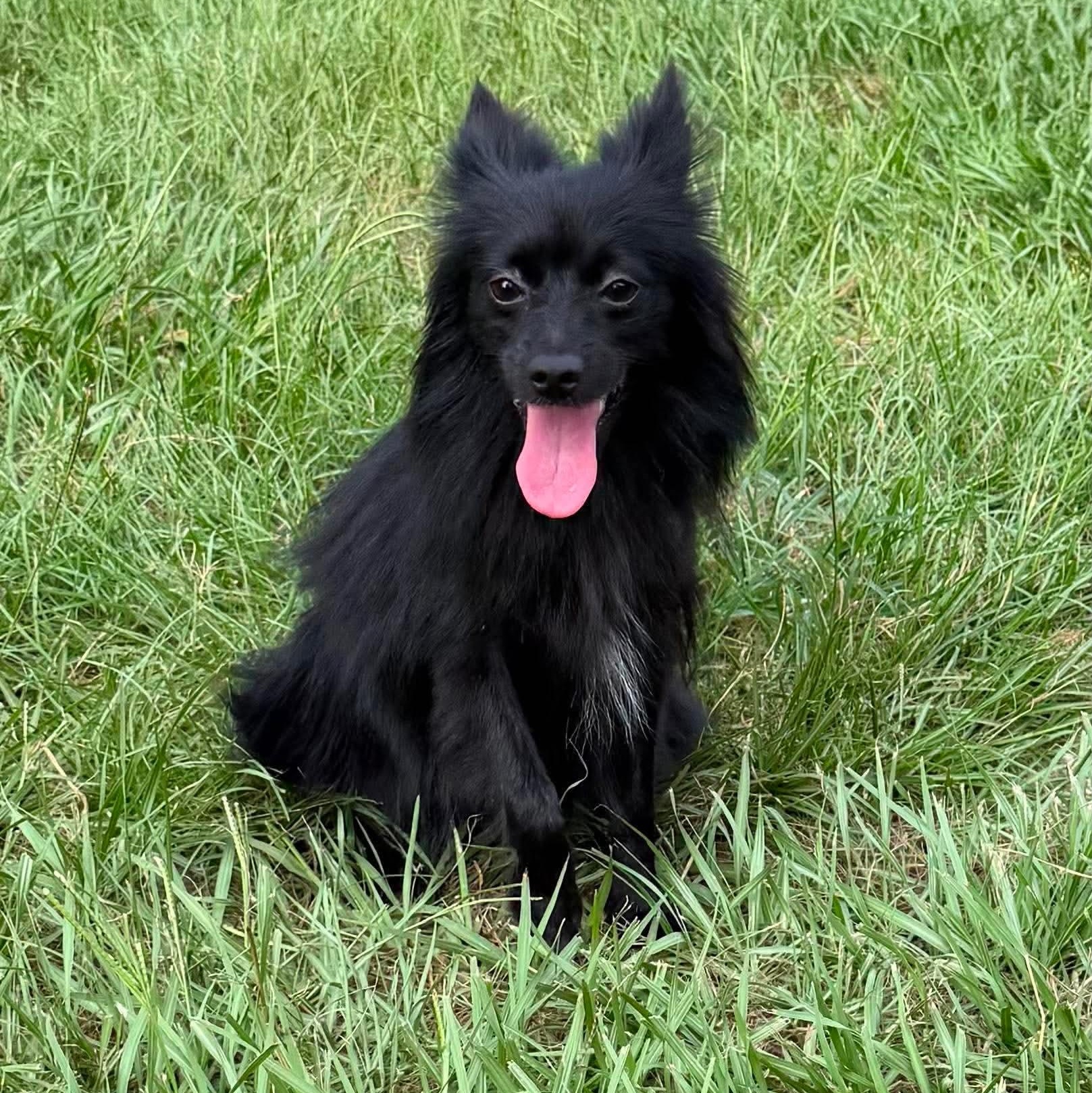 Enlarge Mystic, a Adoptable mixed breed in Guilford, CT image 2/2