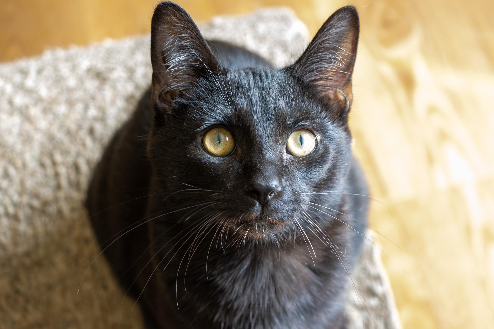 Rupert, Adoptable, Young Male Pixiebob & American Bobtail.