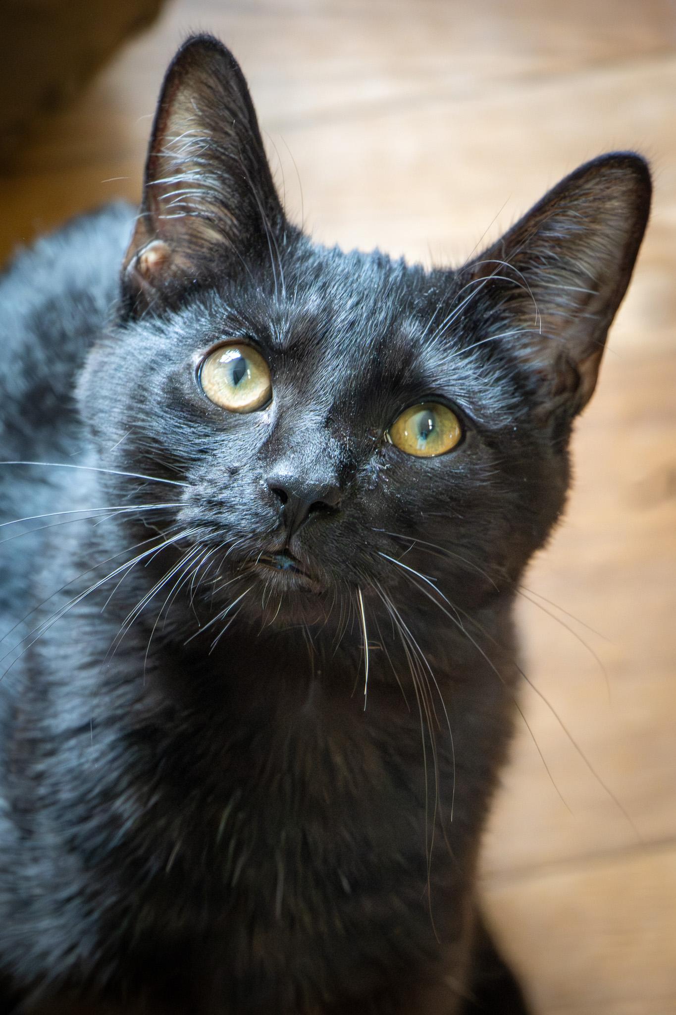 Enlarge Rupert, a Adoptable mixed breed in Bellaire, MI image 3/6