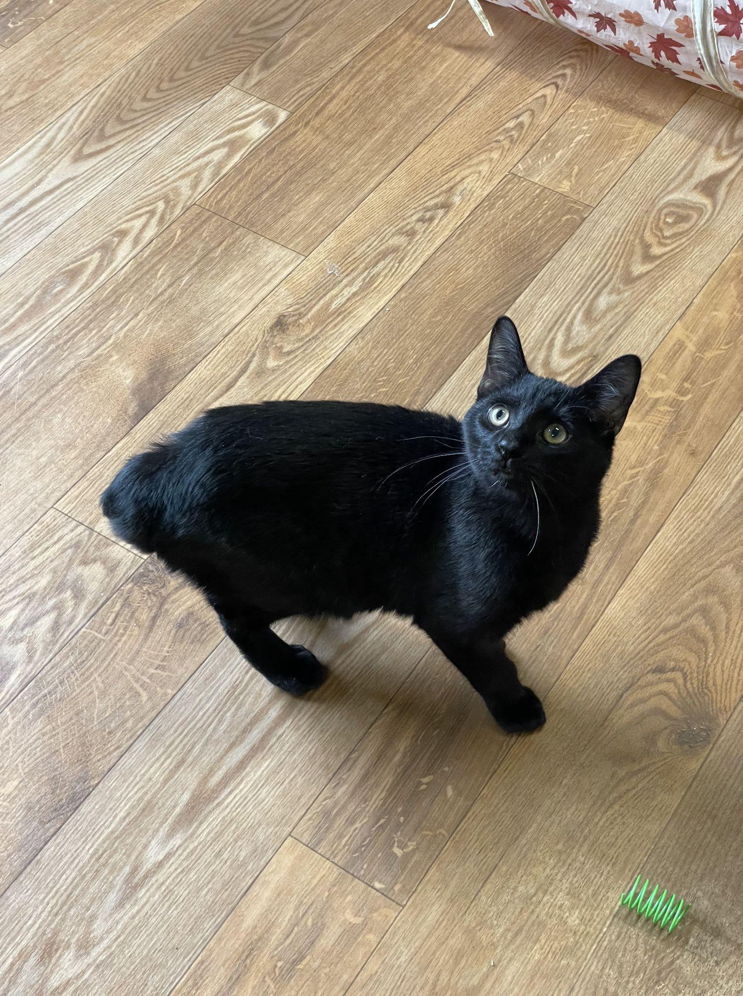 Enlarge Rupert, a Adoptable mixed breed in Bellaire, MI image 4/6