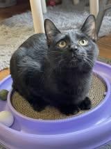 Enlarge Rupert, a Adoptable mixed breed in Bellaire, MI image 5/6