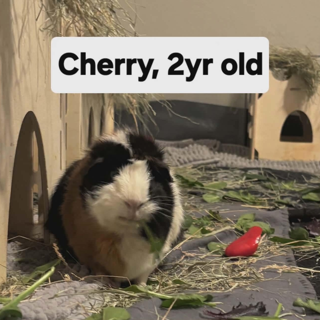 Cherry, ADOPTABLE, Adult Female Guinea Pig.