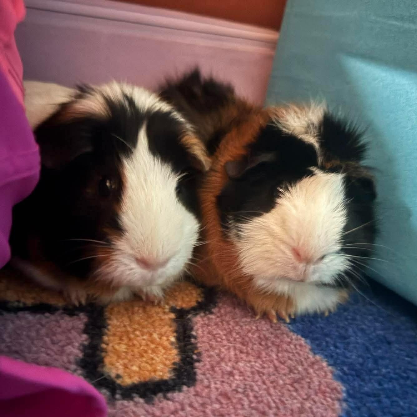 Cherry and June, a ADOPTABLE Guinea Pig in Phoenix, AZ image 4/4