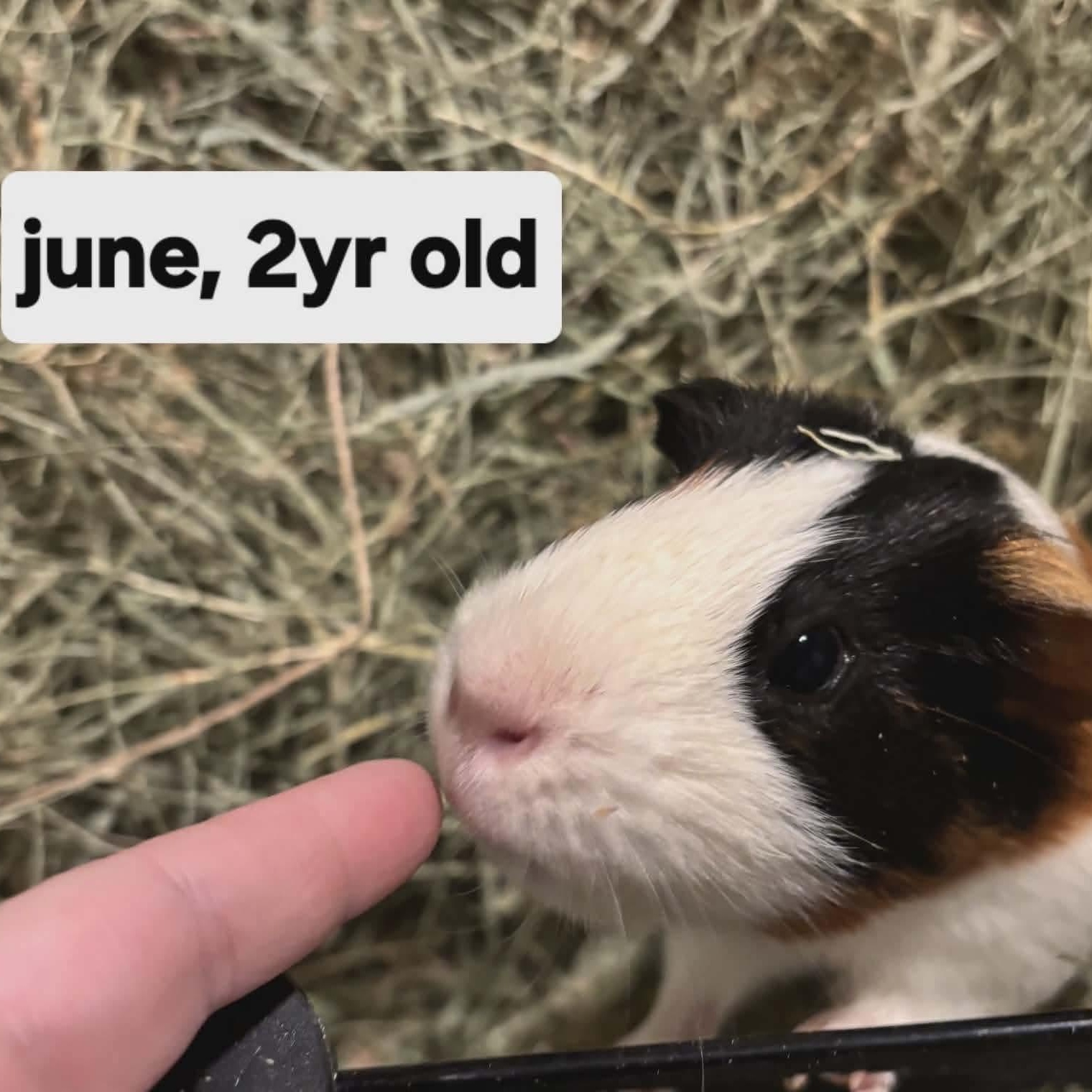 Cherry and June, a ADOPTABLE Guinea Pig in Phoenix, AZ image 3/4