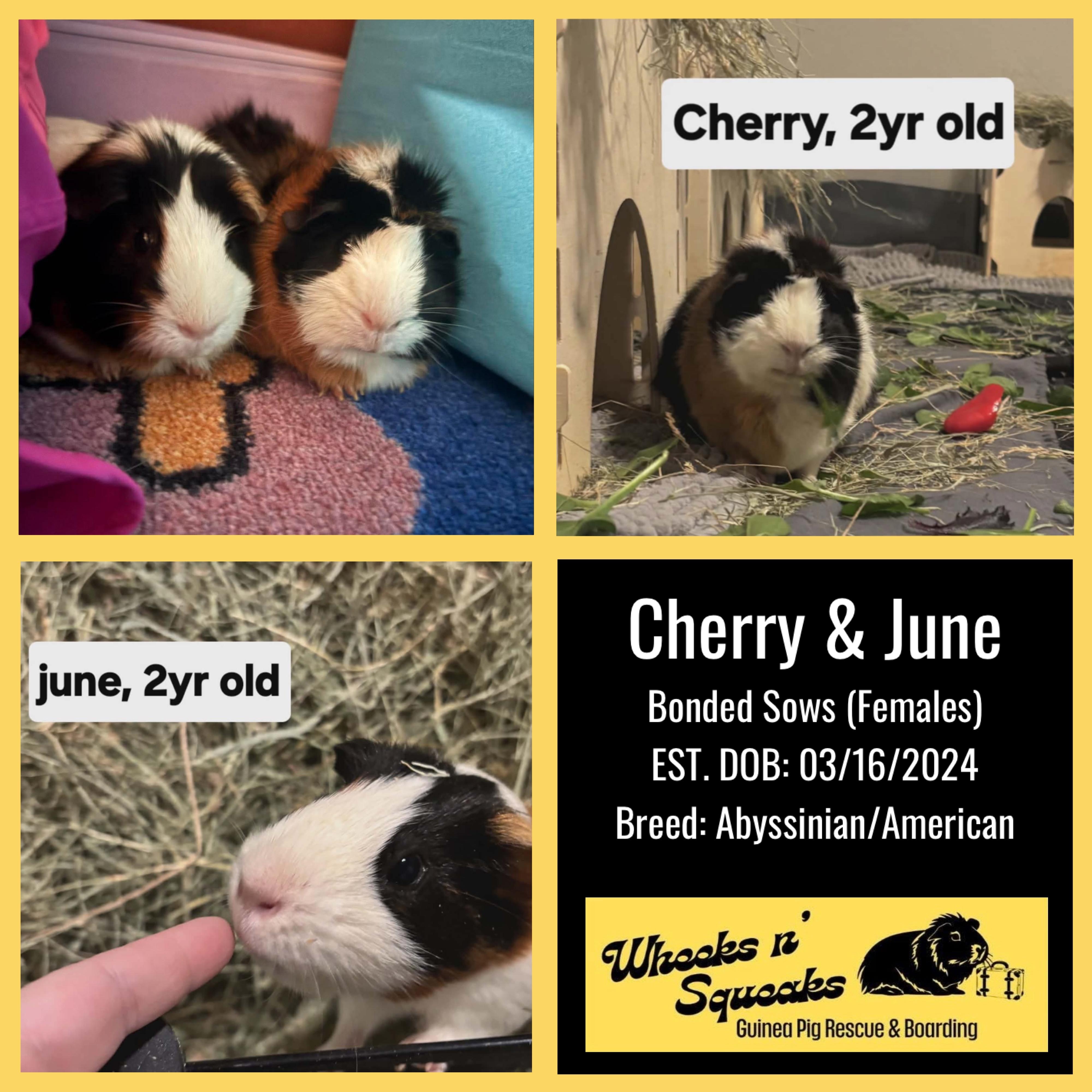 Cherry and June, a ADOPTABLE Guinea Pig in Phoenix, AZ image 1/4