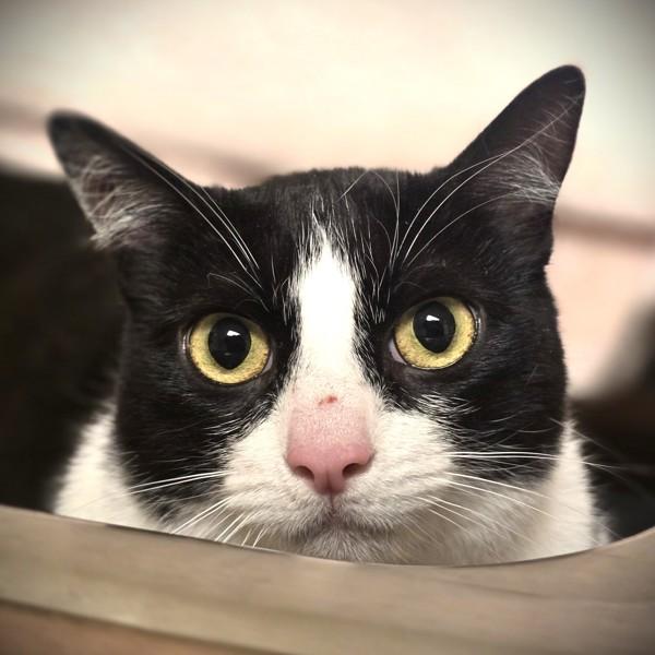 Enlarge Skitty, a Adoptable mixed breed in Dublin, CA image 1/1