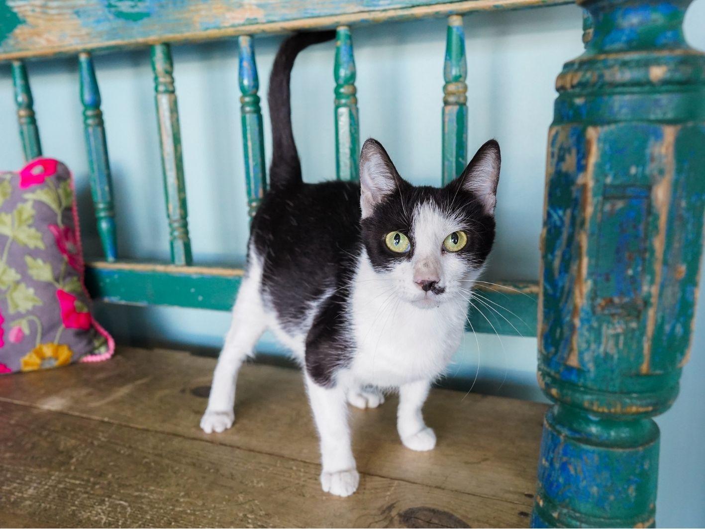 Maleficent, Adoptable, Young Female Domestic Short Hair.