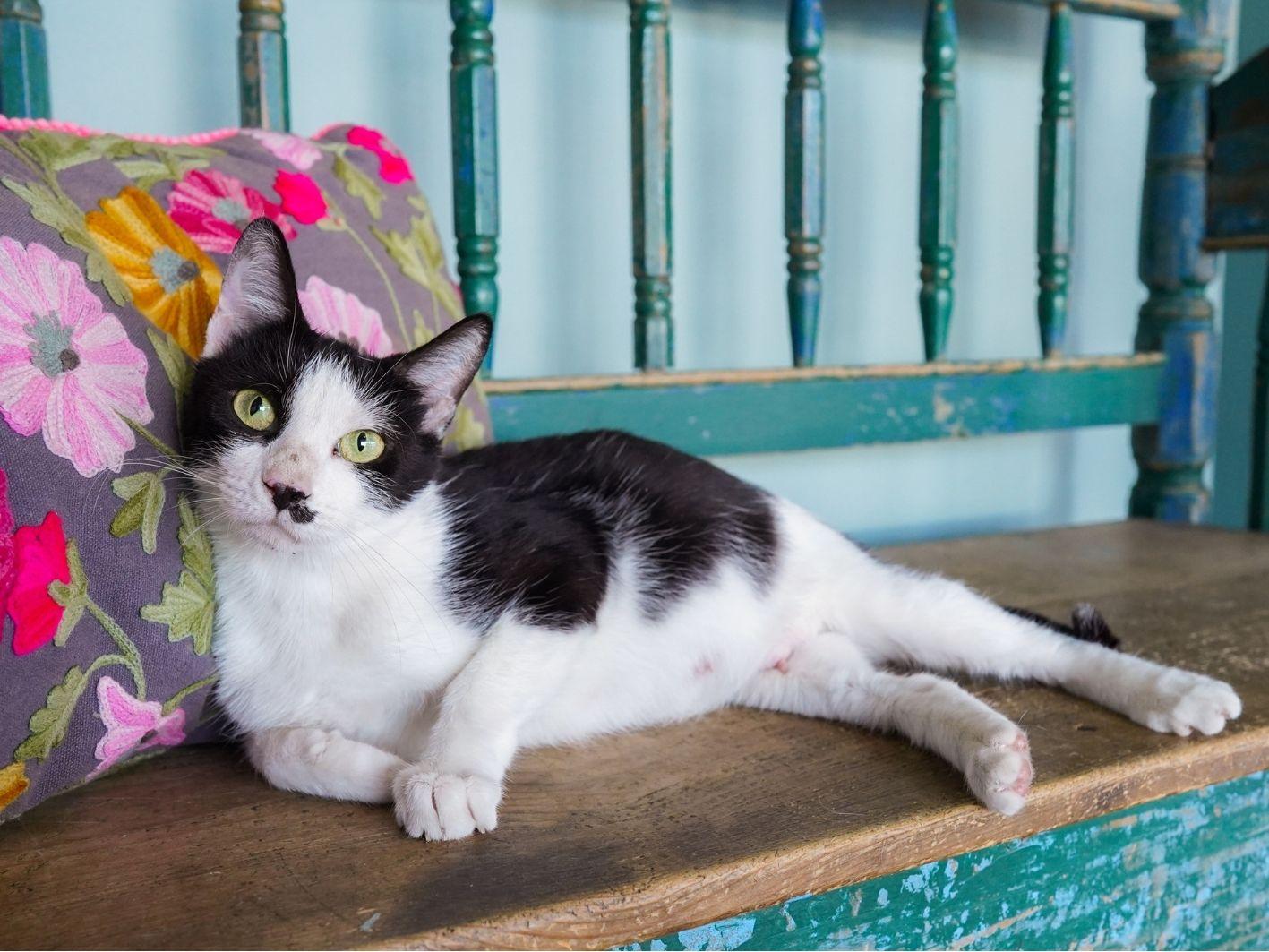 Enlarge Maleficent, a Adoptable Domestic Short Hair in San Antonio, TX image 3/4