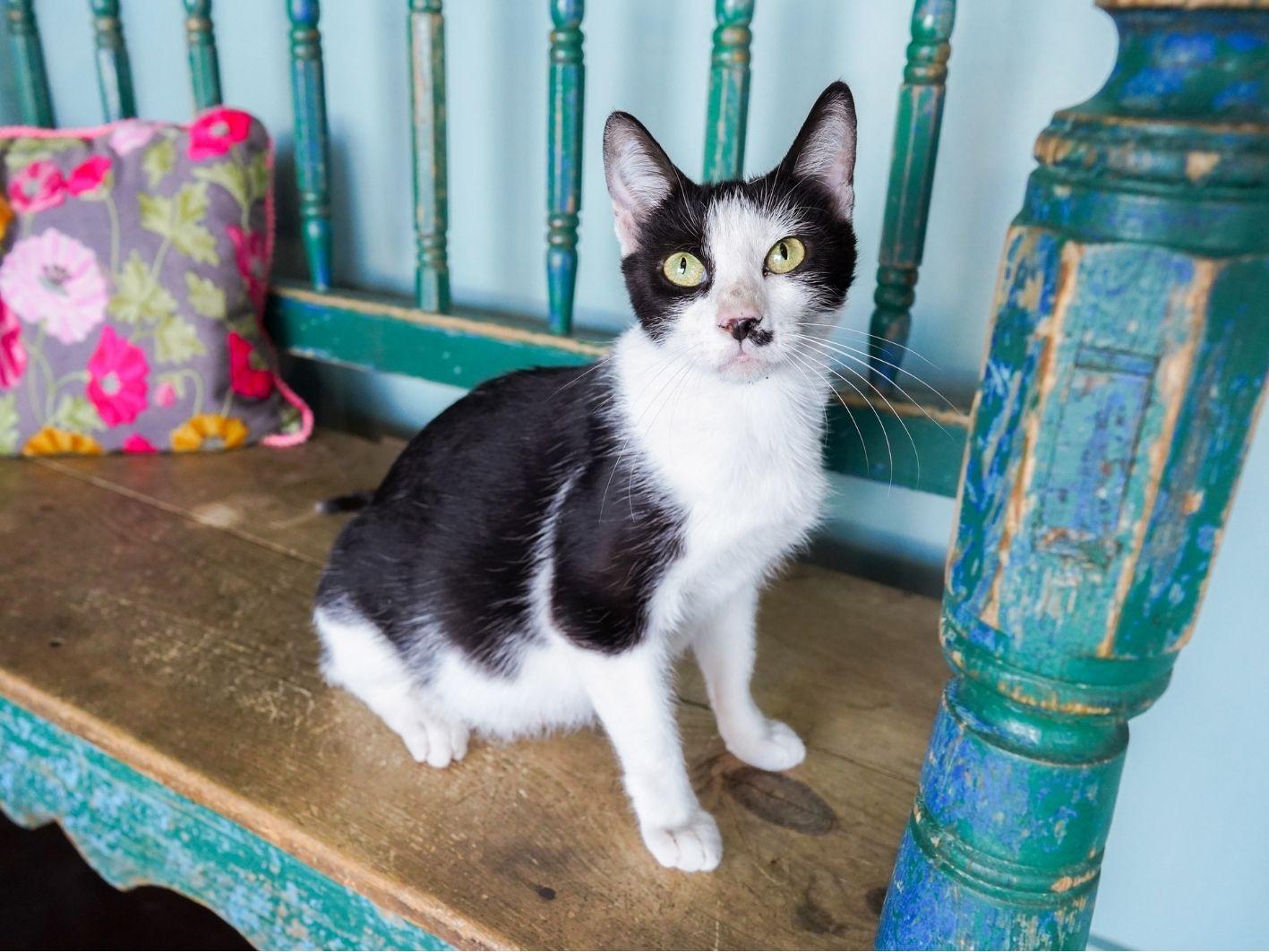 Enlarge Maleficent, a Adoptable Domestic Short Hair in San Antonio, TX image 4/4