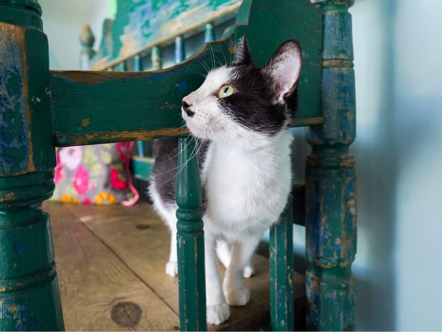 Enlarge Maleficent, a Adoptable Domestic Short Hair in San Antonio, TX image 2/4