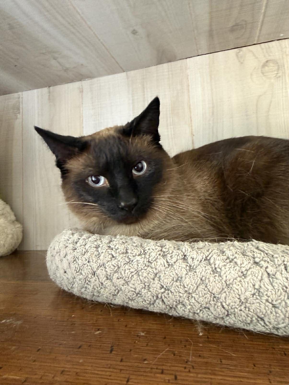 Handsome, adopted, Adult Male Siamese.
