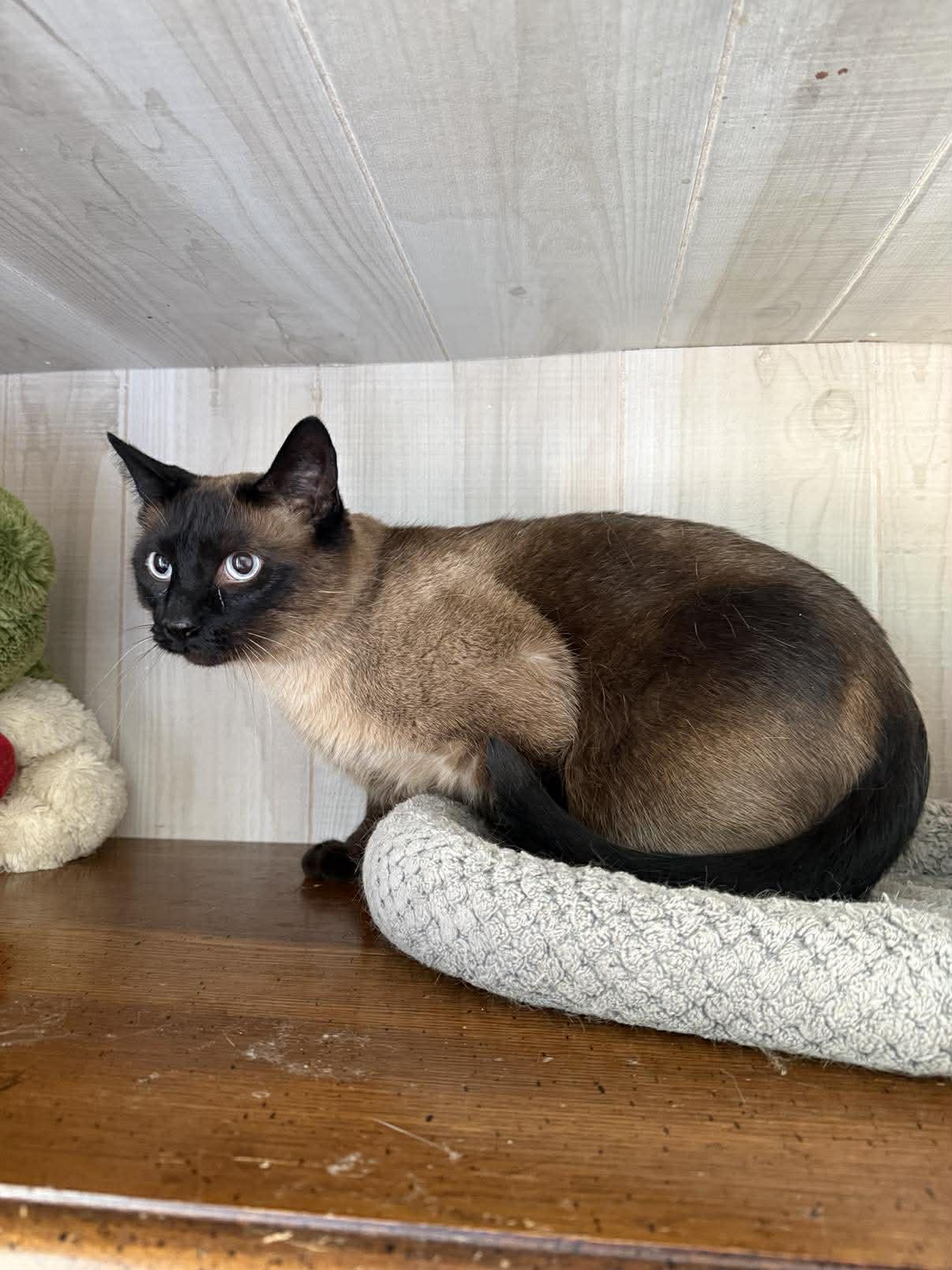 Enlarge Handsome, an adopted Siamese in Marion, IN image 4/5