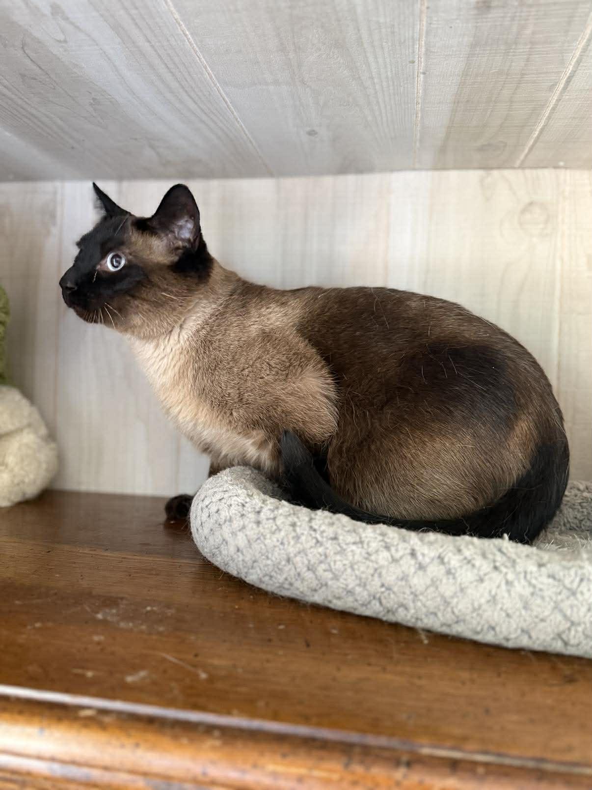 Enlarge Handsome, an adopted Siamese in Marion, IN image 5/5