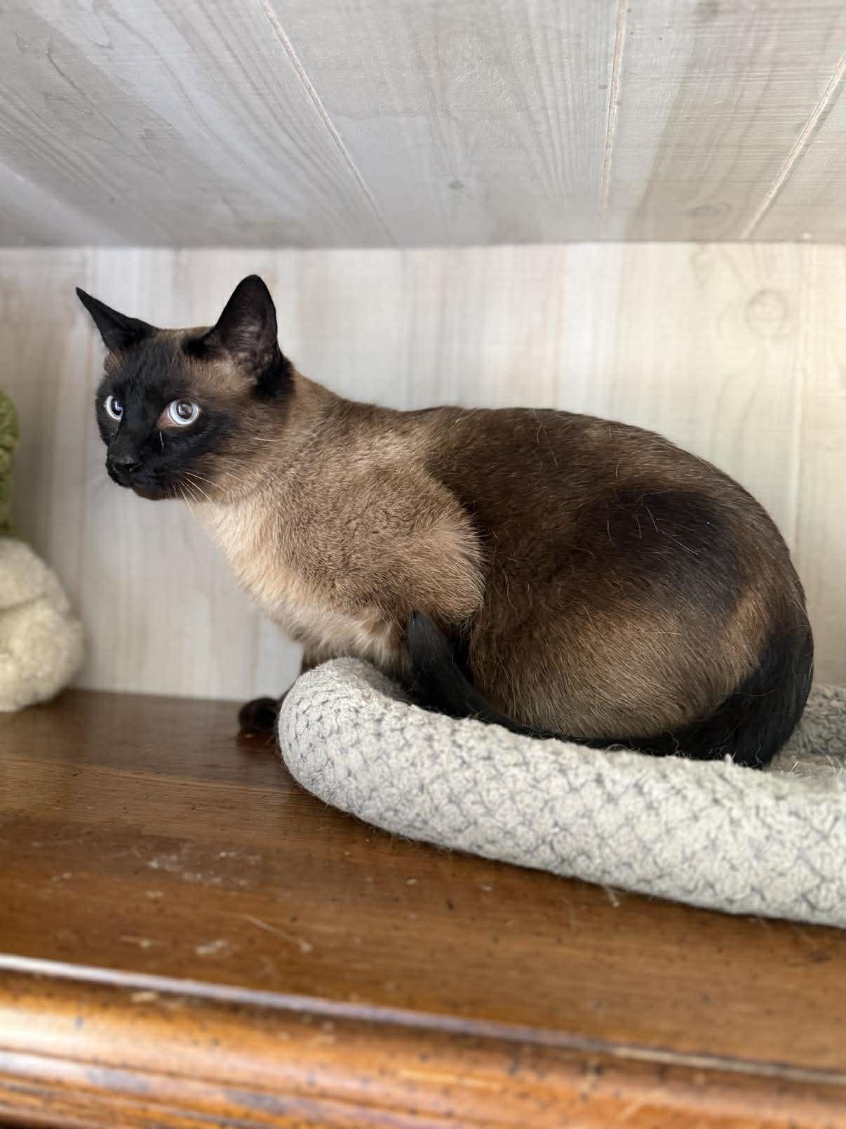 Enlarge Handsome, an adopted Siamese in Marion, IN image 3/5
