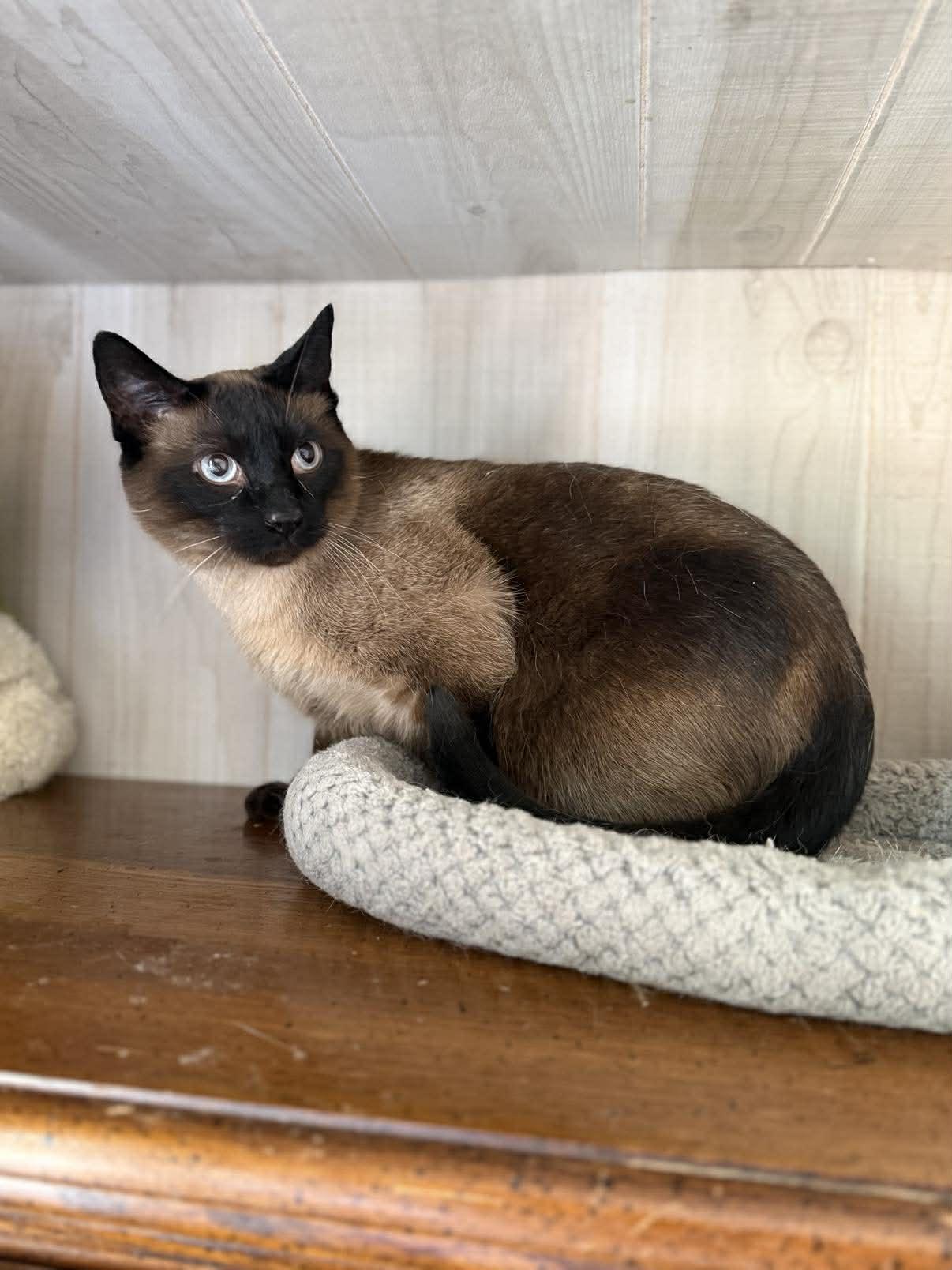 Enlarge Handsome, an adopted Siamese in Marion, IN image 2/5