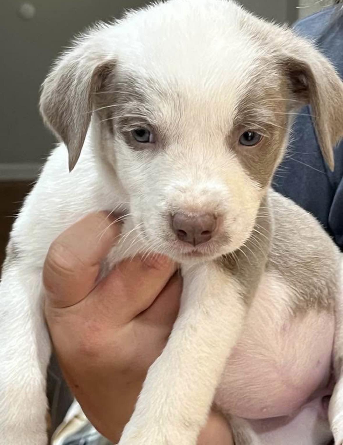 Enlarge Betty, an adopted mixed breed in Concord, CA image 1/4
