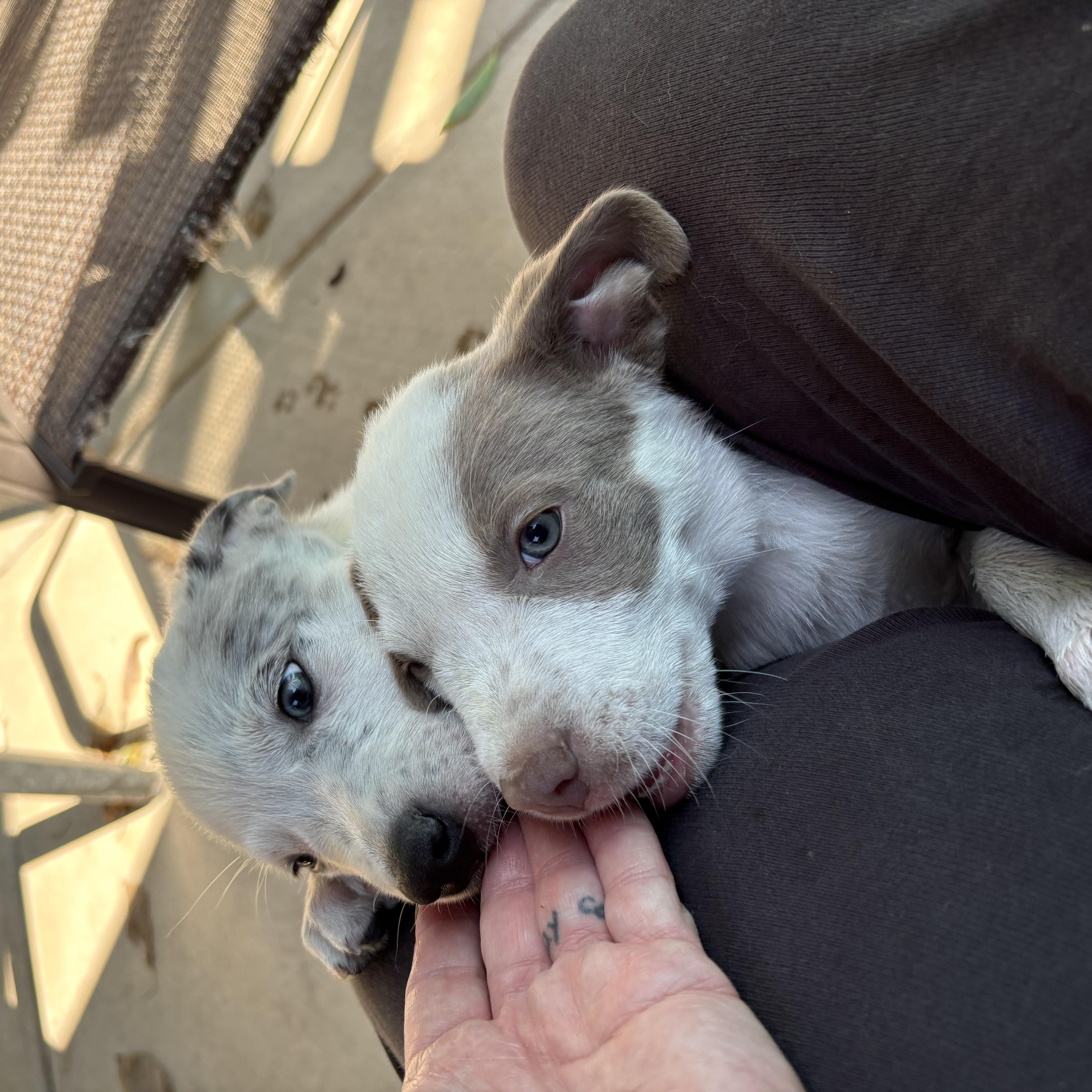 Enlarge Betty, an adopted mixed breed in Concord, CA image 4/4
