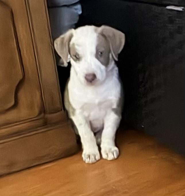 Enlarge Betty, an adopted mixed breed in Concord, CA image 2/4