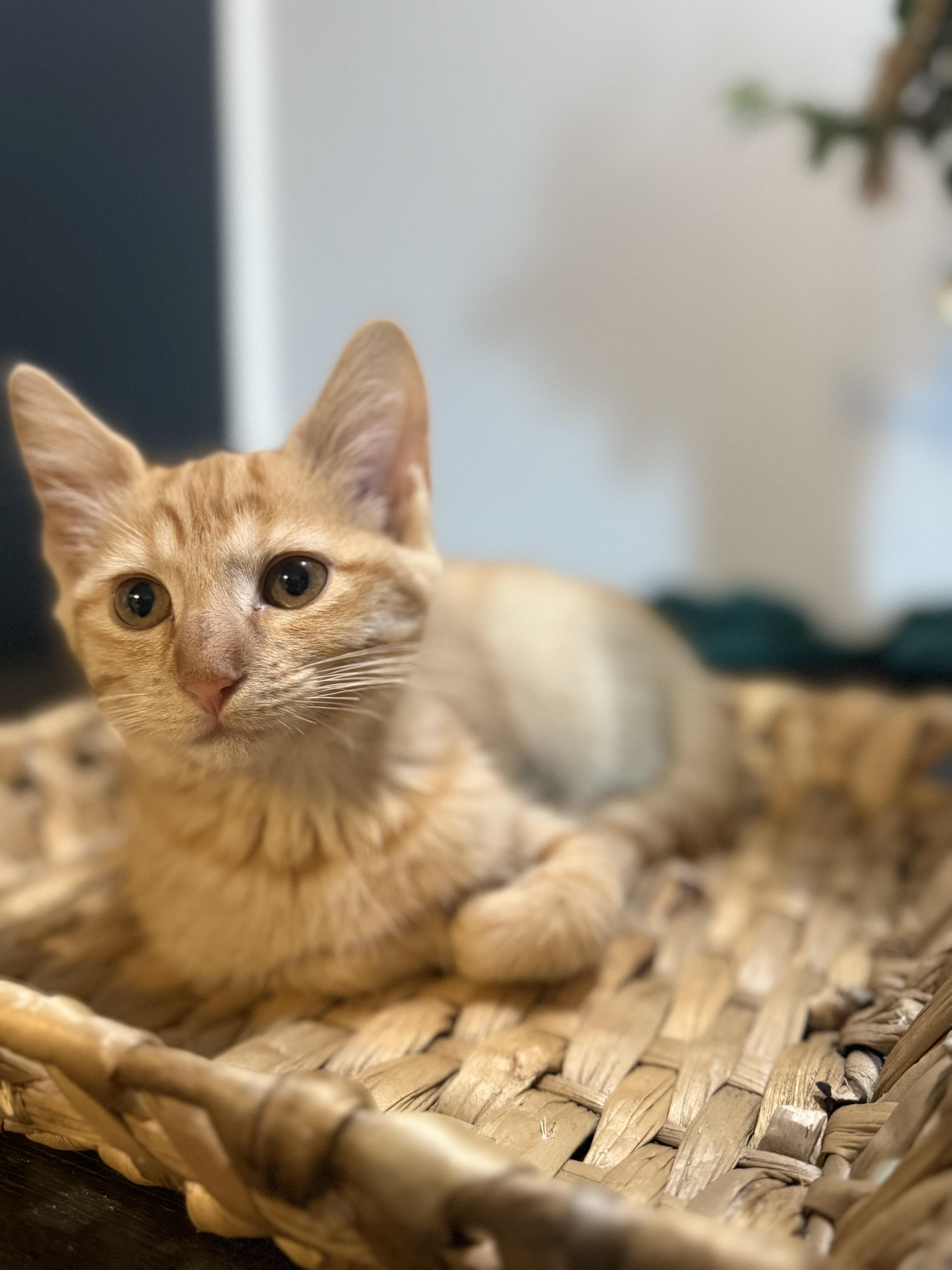 Sunny, adopted, Young Female Domestic Short Hair.