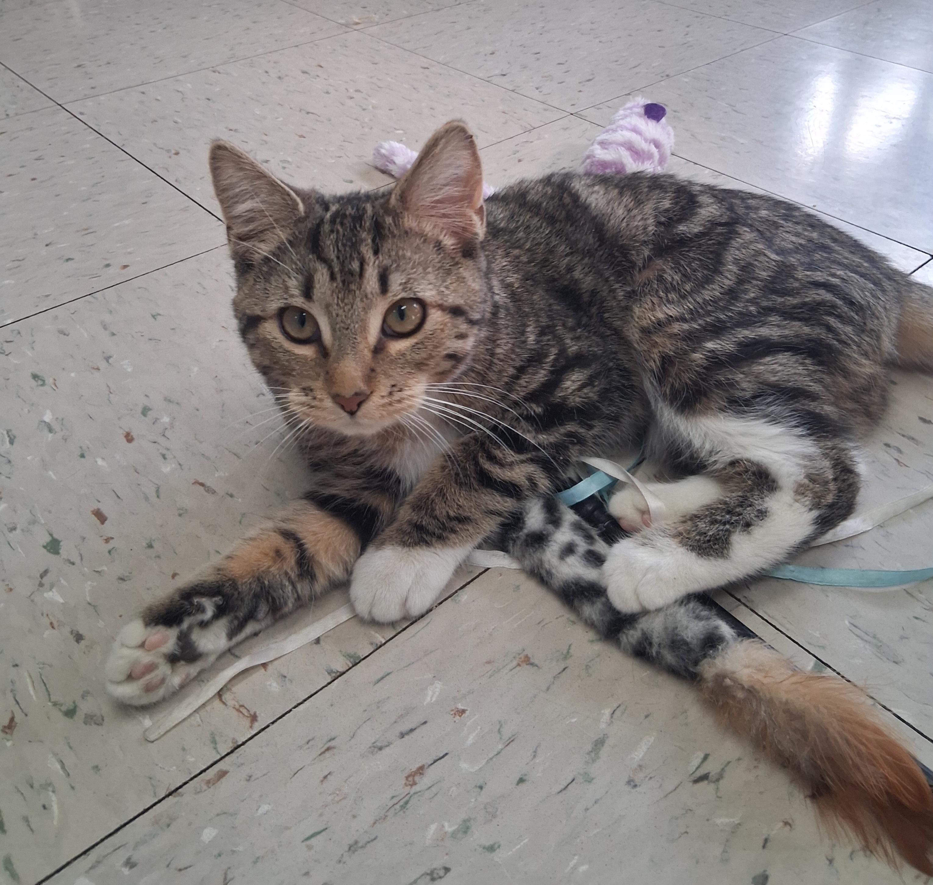 Enlarge Sabrina, an adopted Domestic Short Hair in Onley, VA image 1/3