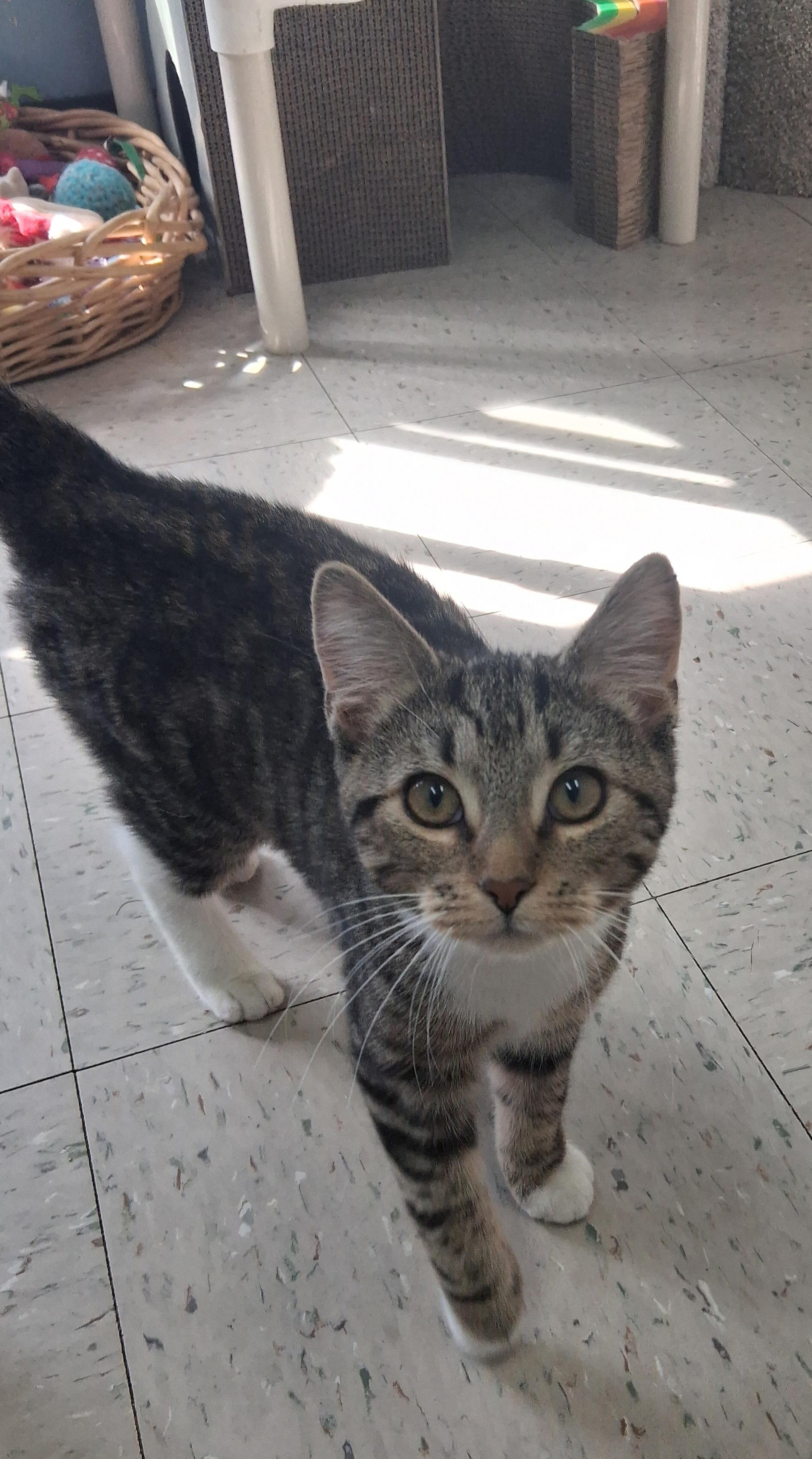 Enlarge Sabrina, an adopted Domestic Short Hair in Onley, VA image 3/3