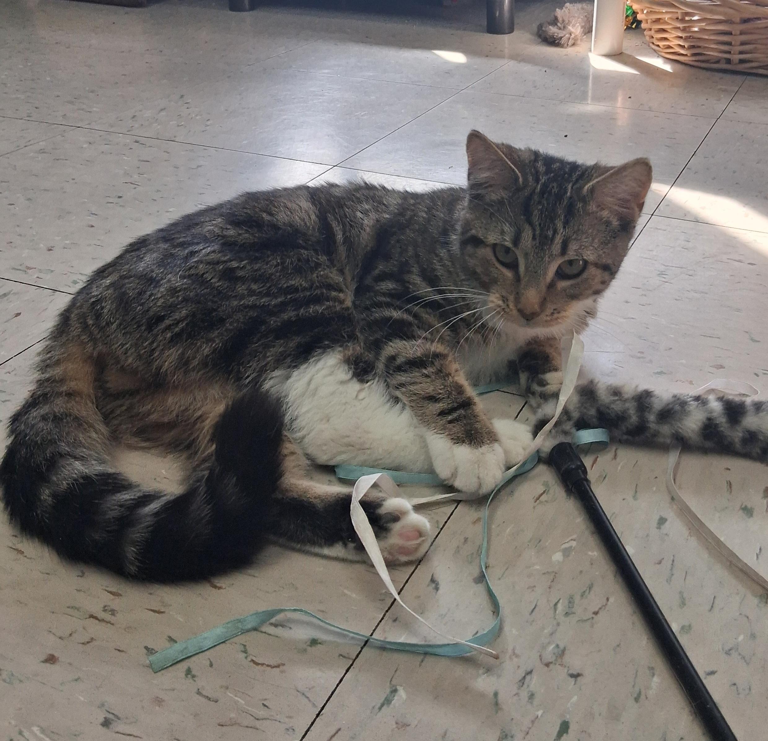 Enlarge Sabrina, an adopted Domestic Short Hair in Onley, VA image 2/3